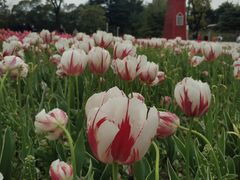 -大宁郁金香公园-停车场