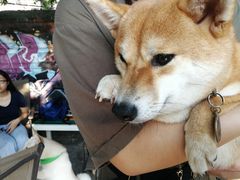 -柴犬高等学院·狗咖·柴犬售卖·宠物训练