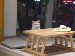 -藏猫猫咖啡主题馆(中央大道店)