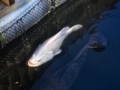 -蓝湾碧波·老字号·疍家非遗海上餐厅