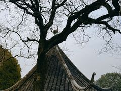 -香雪海