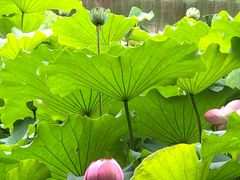 -陈家山荷花公园