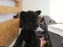 -Oh My Dog宠物沙龙(伊珊娜皮毛护理店)