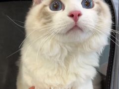 -纳吉亚猫专科动物医院博雅分院