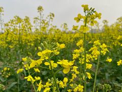 -汉长安城未央宫国家考古遗址公园