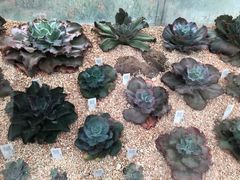 -华南国家植物园-售票处