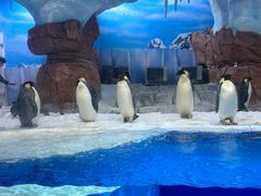 -海合安成都极地海洋公园