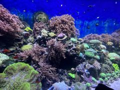 -珠海长隆海洋王国