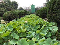 -四川大学(华西校区)