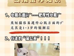-lincat·猫舍(广州店)