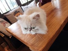 -more than meow吴止猫主题餐厅(承德 中船汇店)