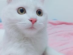 -纳吉亚猫专科动物医院博雅分院