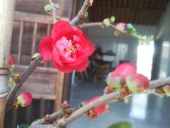 -杭州湾海上花田景区
