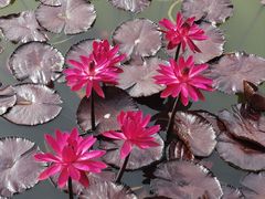 -国家植物园南园