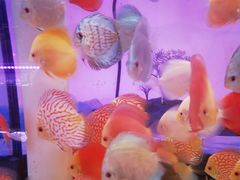 -双季花艺园艺市场(浦东店)