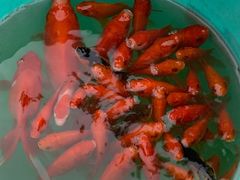 -朝阳公园游乐园