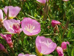 -洋湖国家湿地公园