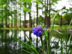 -上海共青森林公园