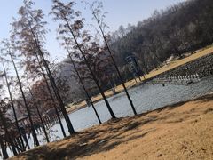 -千年银杏谷文化旅游区