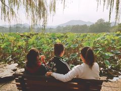 -西湖外事游船(花港观鱼码头)