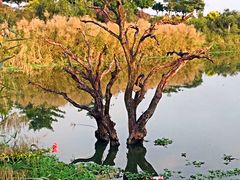 -鹤之洲湿地公园