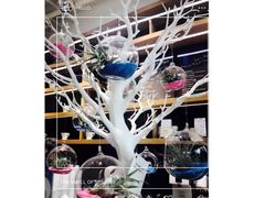 -Blueglass酸奶(华贸购物中心店)