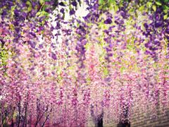 -渭南桃花源民俗文化园