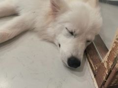 -共舞时光猫咖·狗咖(新街口店)
