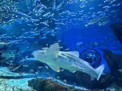 -海合安武汉极地海洋公园