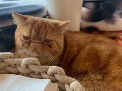 -飞行喵MR PILOT|猫舍·猫咖(静安大融城店)