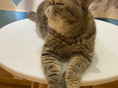 -滚猫咖啡·猫咖·猫友好撸猫(未来城店)