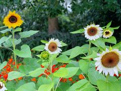 -花开海上生态园