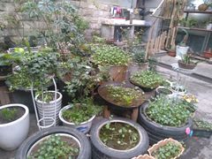 -素清香(解放路店)