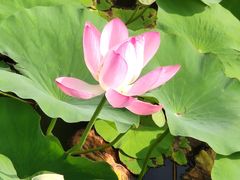 -羊亭河湿地公园