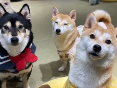 -逗柴咖啡屋·狗咖猫咖宠物桌游