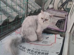 -猫小院猫主题咖啡厅(北锣店)