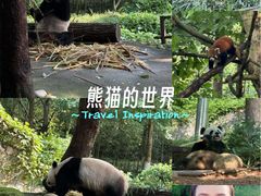 -都江堰中华大熊猫苑