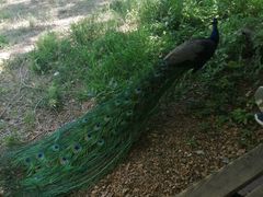 -北京麋鹿生态实验中心