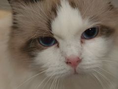 -楼上猫咖(罗湖店)