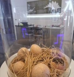 -恐龙探索乐园(磁器口店)