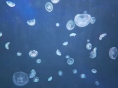 -太平洋海底世界