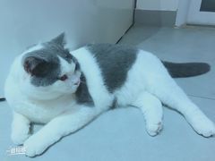 -Heymao猫咖.咖啡厅(东门店)