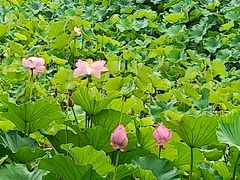 -桂湖森林公园