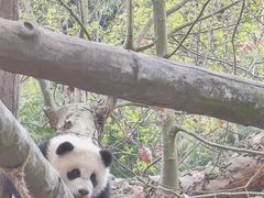 -都江堰中华大熊猫苑