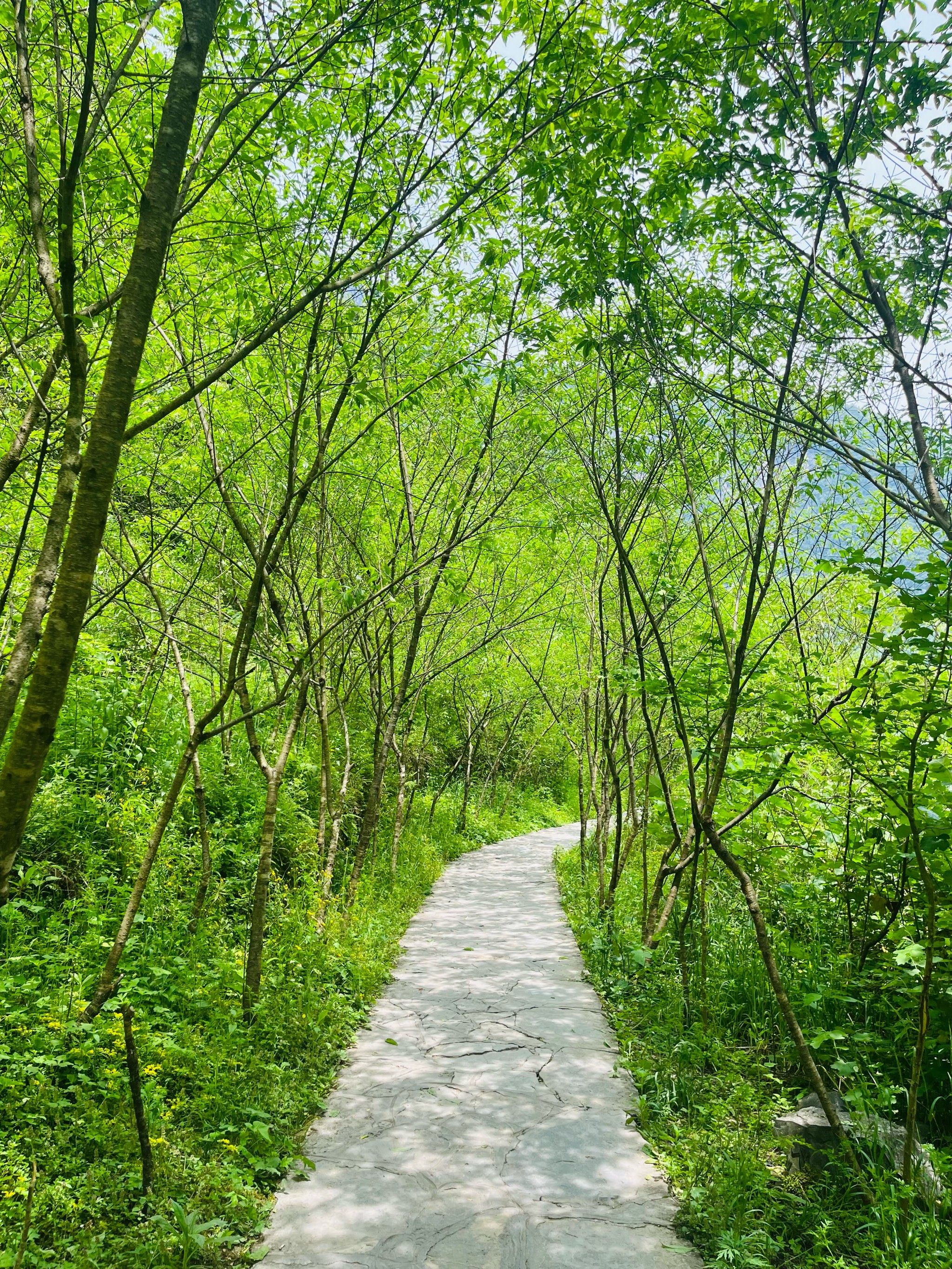 春日森林漫步记