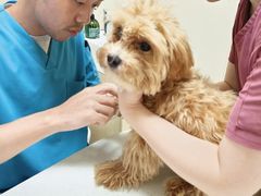 -安安宠医宠物医院·异宠·犬猫内科(岳阳分院)
