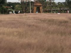 -王借岗森林公园