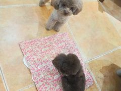 -西安京西宠物医院·瘫痪·疑难杂症