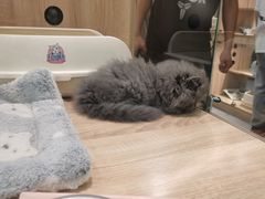 -BABIT巴比特宠物(MOMOPARK店)