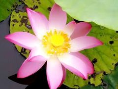 -天津东丽湖风景区